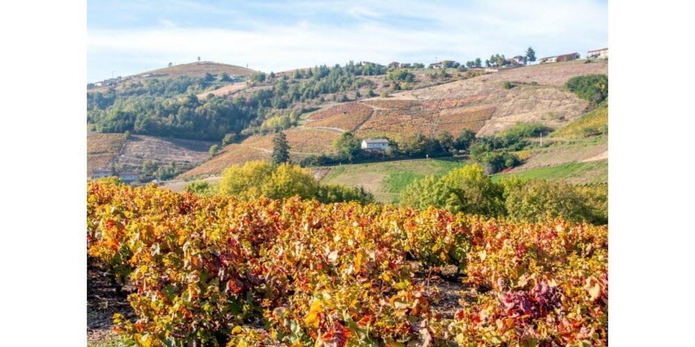 דירות Villefranche-sur-Saône Le Cosy Shelby Proche Gare 150M מראה חיצוני תמונה